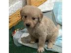 Golden Retriever Puppy for sale in Greenville, TX, USA