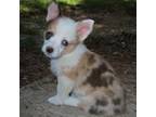 Pembroke Welsh Corgi Puppy for sale in Lecanto, FL, USA