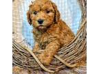 Cavapoo Puppy for sale in Galena, MO, USA