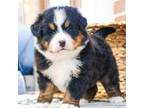 Bernese Mountain Dog Puppy for sale in Syracuse, IN, USA