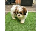 Cookie - Toy Shihpoo