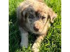 Aussiedoodle Puppy for sale in Frankston, TX, USA