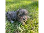 Mutt Puppy for sale in Waycross, GA, USA