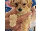 Maltipoo Puppy for sale in Riegelsville, PA, USA