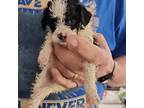Maltipoo Puppy for sale in Riegelsville, PA, USA