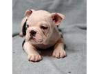 Bulldog Puppy for sale in La Plata, MD, USA