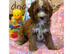 Miniature Labradoodle Puppy for sale in Gaffney, SC, USA