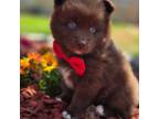 Mutt Puppy for sale in Hesperia, CA, USA