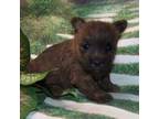 Cairn Terrier Puppy for sale in Madison, SD, USA