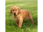 Golden Retriever Puppy for sale in Warsaw, IN, USA