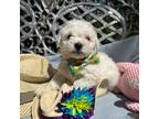 Bichon Frise Puppy for sale in Leicester, NC, USA
