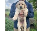 Golden Retriever Puppy for sale in Centreville, VA, USA