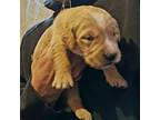 Golden Retriever Puppy for sale in Ozark, MO, USA