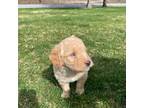 Miniature Labradoodle Puppy for sale in Elizabethtown, PA, USA
