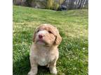 Cavapoo Puppy for sale in Elizabethtown, PA, USA