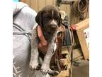 German Shorthaired Pointer Puppy for sale in Balaton, MN, USA