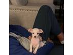 Chihuahua Puppy for sale in Denver, CO, USA