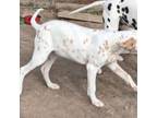 Dalmatian Puppy for sale in Clinton, MO, USA