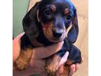 Dachshund Puppy for sale in Marysville, WA, USA