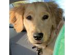 Golden Retriever Puppy for sale in Hermosa Beach, CA, USA