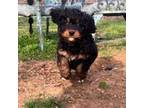 Mutt Puppy for sale in East Petersburg, PA, USA