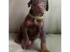 Doberman Pinscher Puppy for sale in Houston, TX, USA