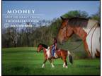 Meet Mooney Bay Tobiano Spotted Draft X Gelding - Available on [url removed]