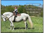 Meet Indi Annie Grey Kentucky Mountain Mare - Available on [url removed]