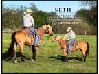 Meet Seth Buckskin Quarter Horse Gelding - Available on [url removed] -