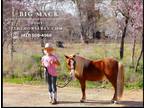 Meet Big Mack Kid Safe Sorrel Pony Gelding - Available on [url removed]