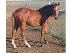 Bay Rabicano Yearling by champion reining stallion