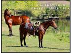 Meet Sweet Pea Bay AQHA Mare - Available on [url removed]
