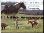 Meet Nutter Butter Appaloosa Quarter Pony Gelding - Available on