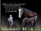 Meet Bandero Smokey Black Registered Missouri Foxtrotter Gelding - Available
