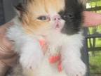 Cfa Registered Calico Tortie Red Persians