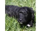 Saint Berdoodle Puppy for sale in Clayton, WA, USA
