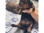 Dachshund Puppy for sale in Columbia, MS, USA