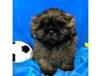Shih Tzu Puppy for sale in Canon City, CO, USA