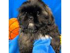 Shih Tzu Puppy for sale in Canon City, CO, USA