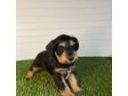 Mutt Puppy for sale in Constantine, MI, USA