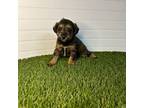 Mutt Puppy for sale in Constantine, MI, USA