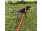 German Shorthaired Pointer Puppy for sale in Oxford, OH, USA