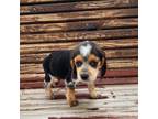 Beagle Puppy for sale in Austin, TX, USA