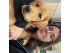 Trustworthy Pet Sitter in Hamilton, Ontario - $20/Hour - Experienced & Reliable