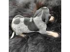 Bluetick Coonhound Puppy for sale in Stokesdale, NC, USA