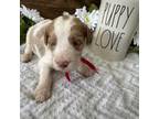 Goldendoodle Puppy for sale in Palm Coast, FL, USA