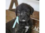 Great Dane Puppy for sale in Palm Coast, FL, USA