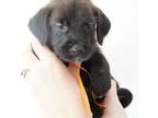 Great Dane Puppy for sale in Palm Coast, FL, USA