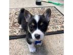 Pembroke Welsh Corgi Puppy for sale in Kemp, TX, USA