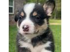Pembroke Welsh Corgi Puppy for sale in Kemp, TX, USA